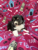 Bonnie, a female Australian Shepherd for sale in Marion, SC – Photo 3 of 3