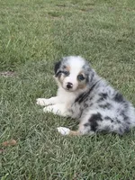 Lexie, a female Australian Shepherd for sale in Marion, SC – 4 of 4