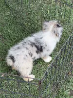 Rex, a male Australian Shepherd for sale in Marion, SC – 6 of 6