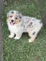 Rex, a male Australian Shepherd for sale in Marion, SC – 4 of 6