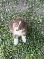 Sammy, a female Australian Shepherd for sale in Marion, SC – 4 of 6