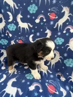 Rowdy, a male Australian Shepherd for sale in Marion, SC – Photo 3 of 3