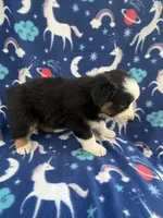 Rowdy, a male Australian Shepherd for sale in Marion, SC – Photo 2 of 3