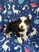 Rowdy, a male Australian Shepherd for sale in Marion, SC – Photo 1 of 3