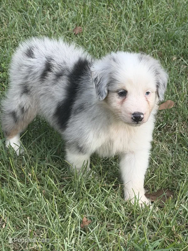 Rosco – Australian Shepherd puppy for sale in Marion, SC
