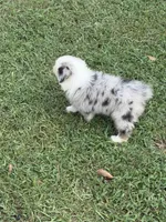 Toby, a male Australian Shepherd for sale in Marion, SC – 4 of 4