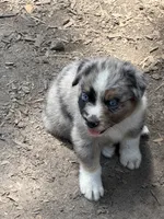 Laney, a female Australian Shepherd for sale in Marion, SC – 3 of 4
