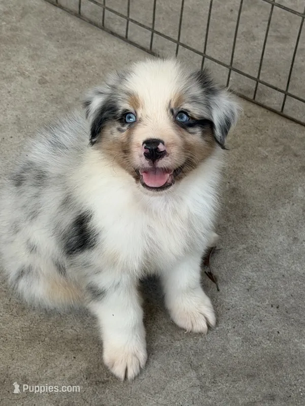 Toby – Australian Shepherd puppy for sale in Marion, SC
