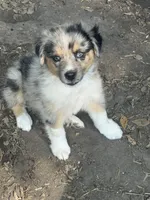 Spanky, a male Australian Shepherd for sale in Marion, SC – 2 of 3