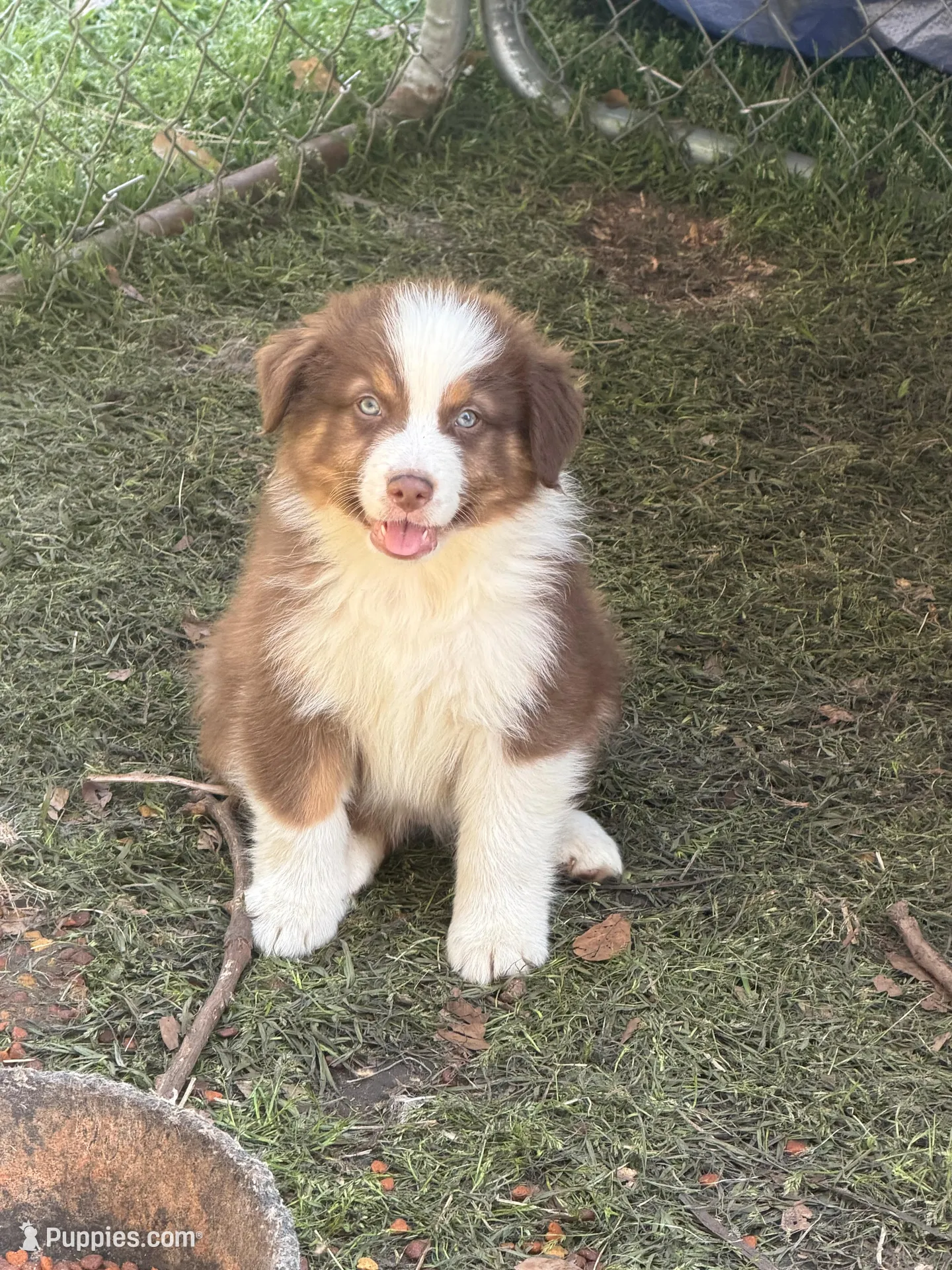 Bobby, a male Australian Shepherd for sale in Marion, SC – Photo 1 of 3