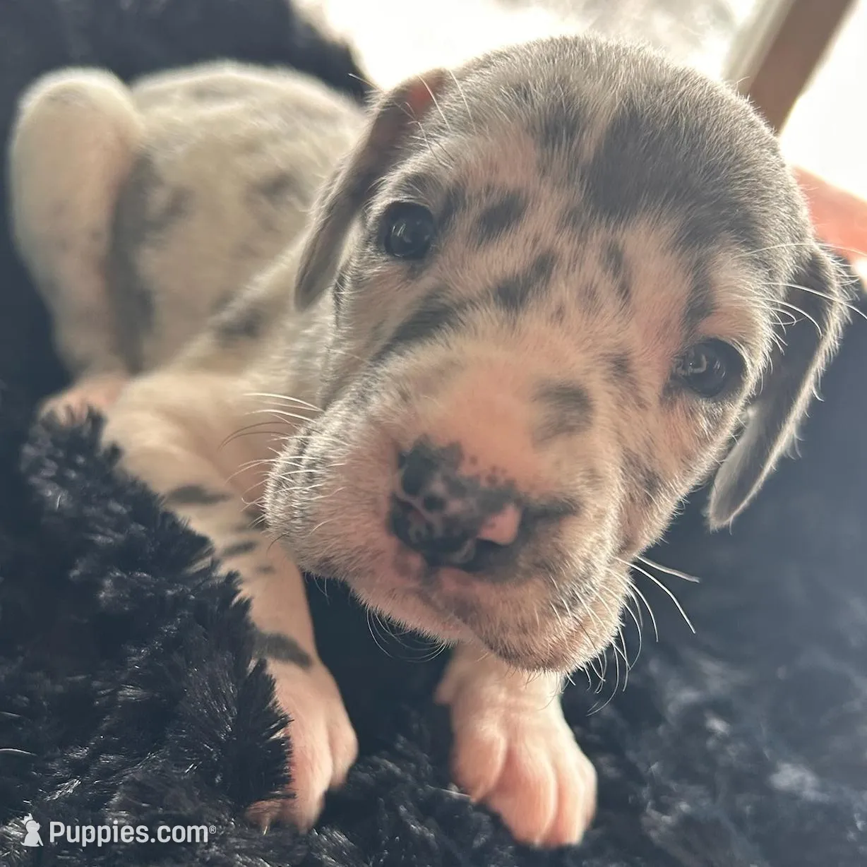 Tillie, a female Great Dane for sale in Dushore, PA – Photo 4 of 6