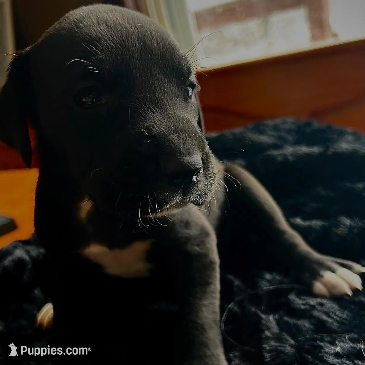 Tillie, a female Great Dane for sale in Dushore, PA – Photo 2 of 6