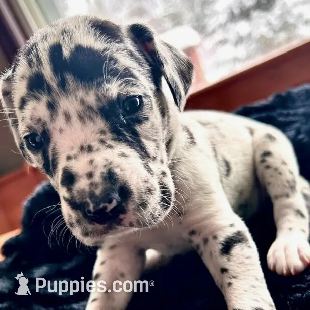 Tillie, a female Great Dane for sale in Dushore, PA – Photo 3 of 6