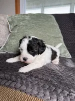 Little Boy, a male Shihpoo for sale in Brighton, MO – 1 of 3