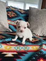 Tiny Boy, a male Chihuahua for sale in Brighton, MO – 3 of 4