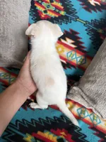 Tiny Boy, a male Chihuahua for sale in Brighton, MO – 4 of 4