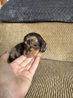 Little Boy, a male Dachshund for sale in Brighton, MO – 6 of 9