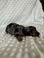Pretty Girl, a female Dachshund for sale in Brighton, MO – 7 of 9