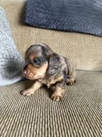 Sweet Boy, a male Dachshund for sale in Brighton, MO – 3 of 8
