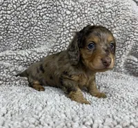 Sweet Boy, a male Dachshund for sale in Brighton, MO – 4 of 8
