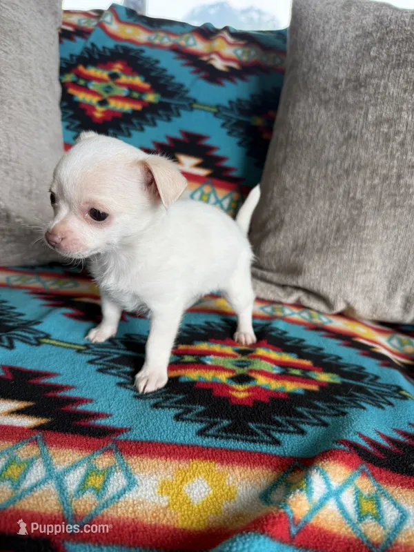 Tiny Boy – Chihuahua puppy for sale in Brighton, MO