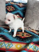 Tiny Boy, a male Chihuahua for sale in Brighton, MO – 1 of 4