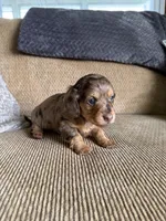 Sweet Boy, a male Dachshund for sale in Brighton, MO – 2 of 8