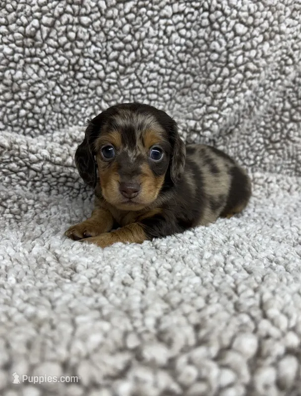 Little Boy – Dachshund puppy for sale in Brighton, MO