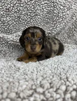 Little Boy, a male Dachshund for sale in Brighton, MO – 1 of 9