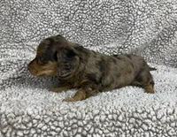 Sweet Boy, a male Dachshund for sale in Brighton, MO – 7 of 8