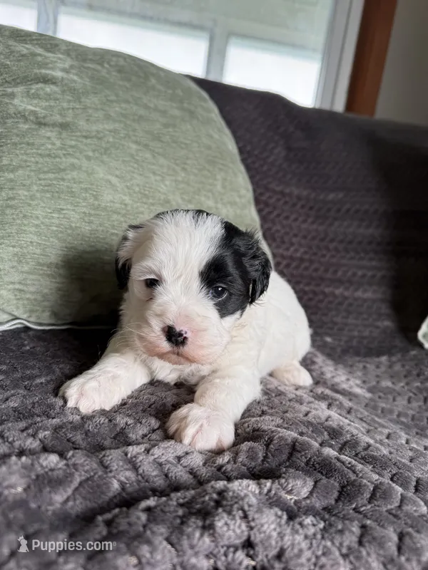 Cute Boy – Shihpoo puppy for sale in Brighton, MO
