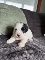 Cute Boy, a male Shihpoo for sale in Brighton, MO – 1 of 3