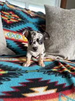 Merle Boy, a male Chihuahua for sale in Brighton, MO – 2 of 6