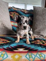 Merle Boy, a male Chihuahua for sale in Brighton, MO – 5 of 6