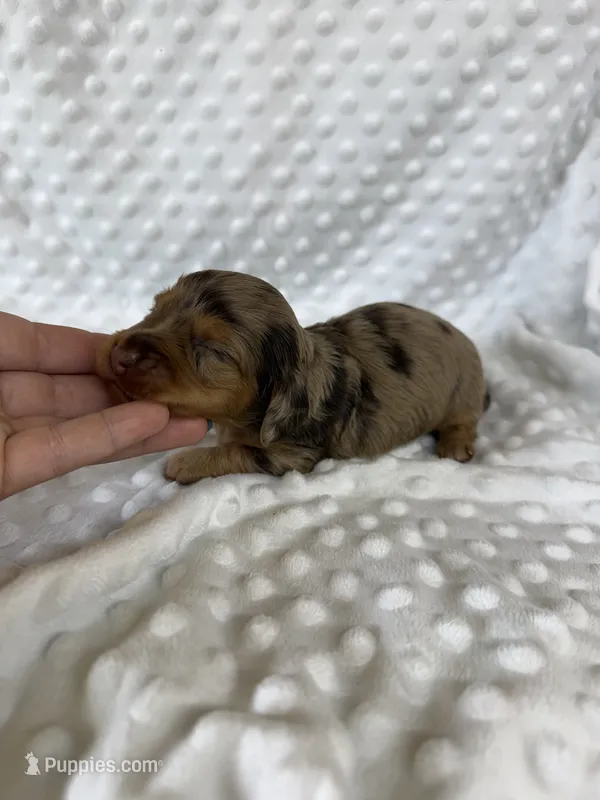 Sweet Boy – Dachshund puppy for sale in Brighton, MO