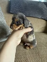 Little Boy, a male Dachshund for sale in Brighton, MO – 4 of 9