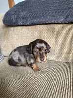 Little Boy, a male Dachshund for sale in Brighton, MO – 8 of 9