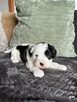 Cute Boy, a male Shihpoo for sale in Brighton, MO – 2 of 3