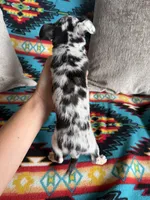 Merle Boy, a male Chihuahua for sale in Brighton, MO – 3 of 6