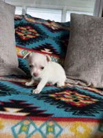 Tiny Boy, a male Chihuahua for sale in Brighton, MO – 2 of 4