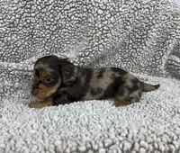 Little Boy, a male Dachshund for sale in Brighton, MO – 5 of 9