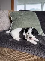 Little Boy, a male Shihpoo for sale in Brighton, MO – 3 of 3