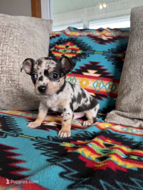 Merle Boy – Chihuahua puppy for sale in Brighton, MO