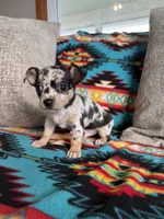 Merle Boy, a male Chihuahua for sale in Brighton, MO – 1 of 6