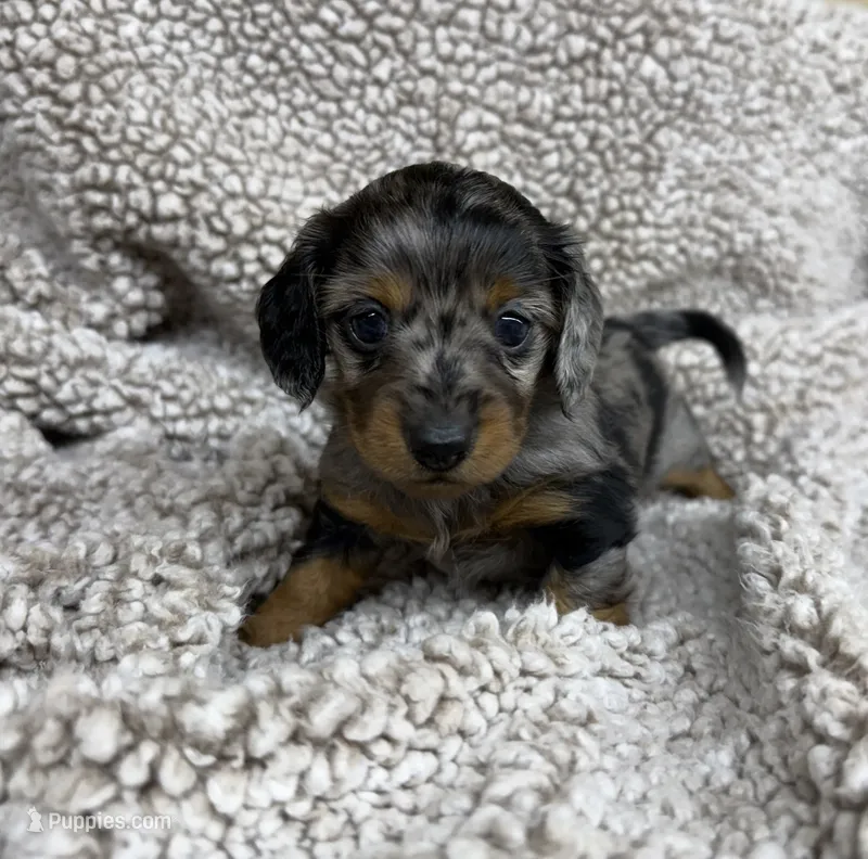 Pretty Girl – Dachshund puppy for sale in Brighton, MO
