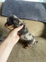 Little Boy, a male Dachshund for sale in Brighton, MO – 9 of 9