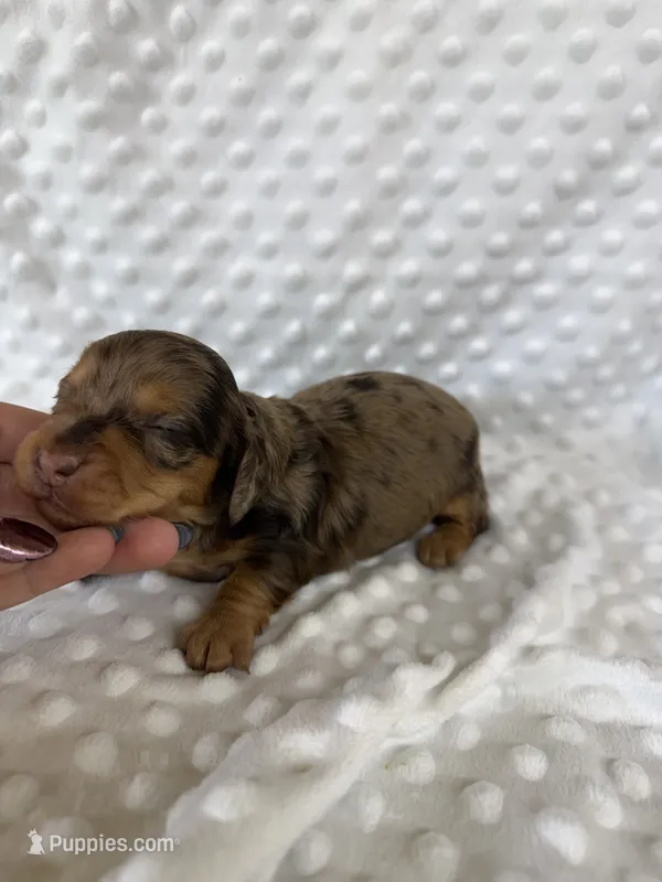 Beautiful Girl – Dachshund puppy for sale in Brighton, MO
