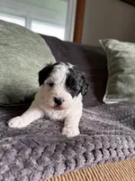 Little Boy, a male Shihpoo for sale in Brighton, MO – 2 of 3