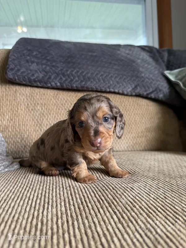 Sweet Boy – Dachshund puppy for sale in Brighton, MO