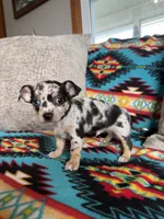 Merle Boy, a male Chihuahua for sale in Brighton, MO – 6 of 6